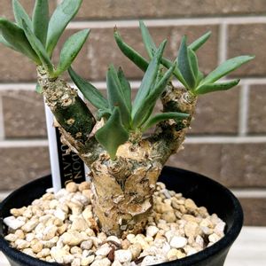 万物想,チレコドン レスキュラーツ万物想,多肉植物,観葉植物,塊根植物の画像