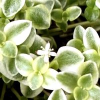 シャコバサボテン,リトルミッシー,多肉植物,秋色,庭の画像