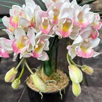 アジサイ,サザンカ,シンビジウム,イチイ,セイヨウカマツカの画像