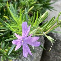 シバザクラ,花のある暮らし,おうち園芸の画像