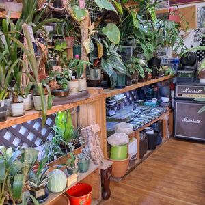 多肉植物,ウラボシ科,ビカクシダ属,食中植物,塊根の画像