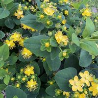 キク,キク,コルチカム,ヒペリカム,ヒペリカムの画像