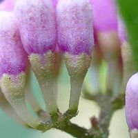 ムラサキシキブ,落葉低木,雄性先熟,虫媒花,孔開葯の画像