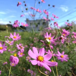 コスモス,雑草,山野草,野草,清々しいの画像