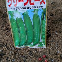 グリーンピース,グリーンピース*,家庭菜園,庭の画像