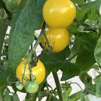 ミニトマト,ピーマン,青紫蘇の実,ミニトマト(黄),ブルーベリーの葉紅葉の画像