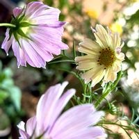 アンゲロニア,コスモス,彼岸花  曼珠沙華,コスモス　アプリコットレモネード,アンゲロニア エンジェルフレア ブラックの画像