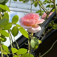 ロココ,ガーデニング,つるバラ,花のある暮らし,秋薔薇の画像
