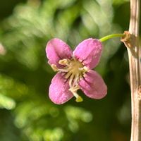 クコ,クコ,ナス科,薬用植物,板橋区赤塚植物園の画像