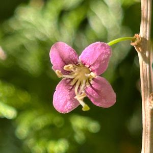 クコ,クコ,ナス科,薬用植物,板橋区赤塚植物園の画像