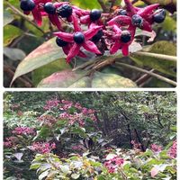 アザミ,キツネノマゴ,タイアザミ,クサギ（臭木）,ノギク (野菊)の画像