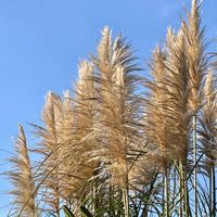 ススキ,パンパスグラス,タカノハススキ,タカノハススキ,公園の画像