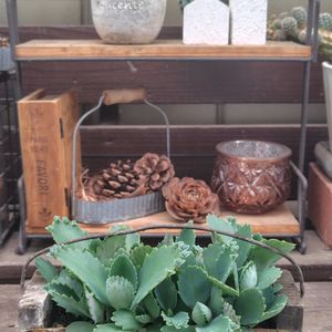 子宝草,子宝草,多肉植物,多肉棚,グリーンのある暮らしの画像