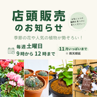 サボテン,多肉植物,リース,お花,コーデックスの画像