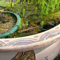 ホテイアオイ,フィカス,フィカス,ムジナモ,兵庫県立フラワーセンターの画像