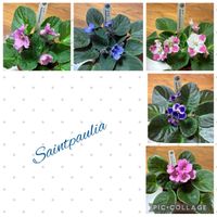 セントポーリア,鉢植え,ガーデニング,窓際,室内管理の画像