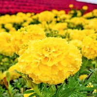 サルビア,ブルーサルビア,ベゴニア,マリーゴールド,赤い花の画像