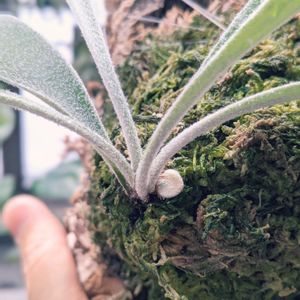 P.veitchii Auburn river,シダ植物,着生植物,珍奇植物,植物のある暮らしの画像