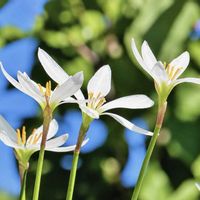 タマスダレ,白い花,綺麗,花の写真の画像