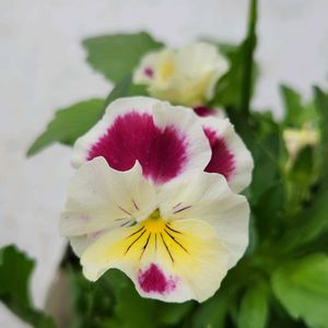 可愛い,お気に入り,鮮やか ,美しい,鉢植えのお花の画像