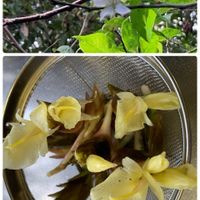 老爺柿,裏庭,茗荷,キュンキュン乙女倶楽部,うどん県人会の画像