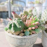 サボテン,セダム,オーロラ,多肉植物,多肉寄せ植えの画像
