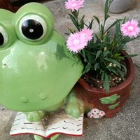 カワラナデシコの画像
