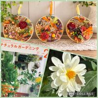 サフラン,ダリア,いつもありがとう♡,花のある暮らし,秋の気配の画像