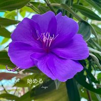 シコンノボタン,花のある暮らしの画像
