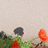 ポピー,花と影,お出かけ先の画像