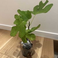 イチジク,イチジク,家庭菜園の画像