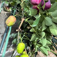 ムベ,スマホ撮影加工なし,花の15年組,庭の画像