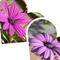 オステオスペルマム,オステオスペルマム,大好き,癒し,花のある暮らしの画像