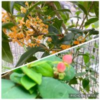 キンモクセイ,ヒペリカム,花のある暮らし,今日のお花の画像