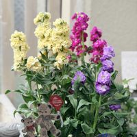 ストック,八重咲きストック,ストックベイビー,ガーデニング,花のある暮らしの画像
