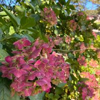 アジサイ,ツツジ,野草,狂い咲き,南ヶ丘牧場の画像