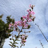 サルスベリ,秋の空,可憐な花,ピンクワールドへ ようこそ,明日はきっと良い日になるの画像