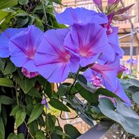 アサガオ,ミルキーウェイ,ミルキーウェイ,リュウキュウアサガオ,ノアサガオの画像
