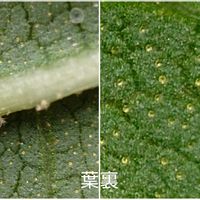 ムラサキシキブ,落葉低木,雄性先熟,虫媒花,孔開葯の画像