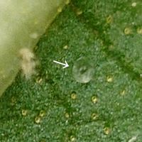 ムラサキシキブ,落葉低木,雄性先熟,虫媒花,孔開葯の画像