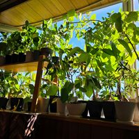 ゴムの木,フィカス,観葉植物,クワ科,熱帯植物の画像