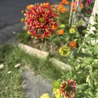 ガイラルディア,可愛い,花のある暮らし,お花大好き♡,花に癒されるの画像