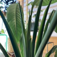 スパティフィラム,ポトスマーブルクイーン,サトイモ 科,お出掛け先,スパティフィラム属の画像