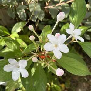 ルクリア (アッサムニオイザクラ),ルクリア (アッサムニオイザクラ),ルクリア ホワイトパール,白い花,シェードガーデンの画像