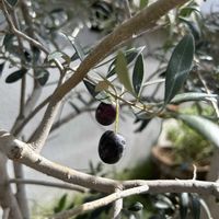オリーブ,オリーブの実,可愛い,毎年の楽しみ,みどりに癒されるの画像