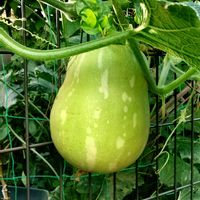 ユウガオ,通り道のお宅のフェンスに,夏には小玉西瓜が生っていましたの画像