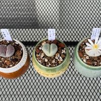 リトープス,リトープス,カラスモンタナ,カラスモンタナ,オリーブ玉の画像