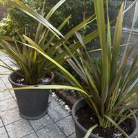 シロタエギク,ニューサイラン,セイヨウイワナンテン,ホワイト ソルトブッシュ,おうち園芸の画像