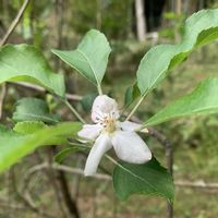 ビワ,リンゴの花,リンゴの花芽,メダカ (東天紅)の画像