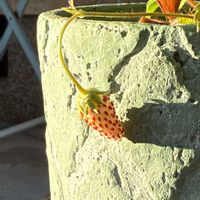 ワイルドストロベリー,植物のある暮らし,植物の生命力,その他エクステリアの画像